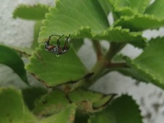 Macrodactylus mexicanus