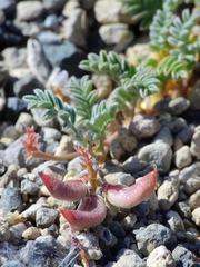 Astragalus monoensis