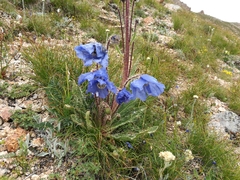 Meconopsis