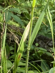 Melica smithii