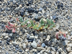 Astragalus monoensis