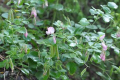 Ononis rotundifolia