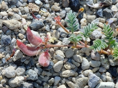 Astragalus monoensis