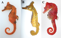 Crowned Seahorse photo 1