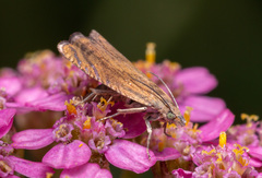 Dichrorampha plumbana