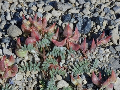 Astragalus monoensis