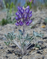 Lupinus duranii