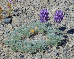 Lupinus duranii