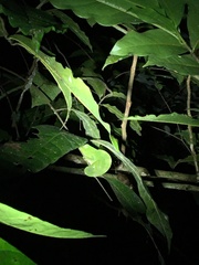 Trioceros deremensis