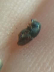Scolytus intricatus