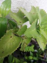 Macrodactylus mexicanus