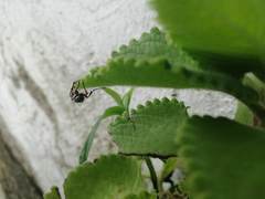 Macrodactylus mexicanus