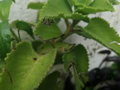 Macrodactylus mexicanus