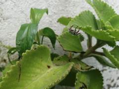 Macrodactylus mexicanus