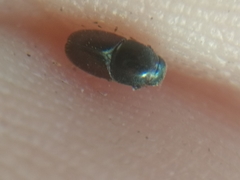 Scolytus intricatus