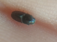 Scolytus intricatus