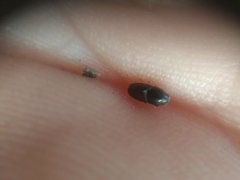 Scolytus intricatus