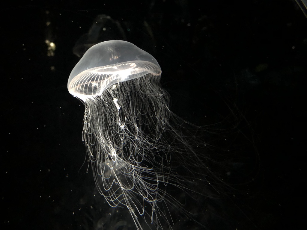water jellyfish