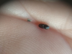 Scolytus intricatus