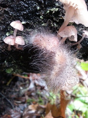 Mycena bulliformis