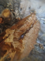 Scolytus intricatus