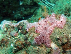 Polysyncraton lacazei