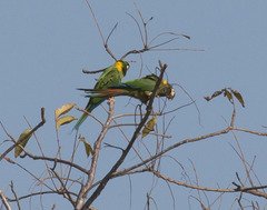 Primolius auricollis