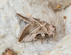 Eucarta virgo