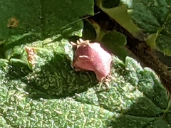 Cynips douglasii