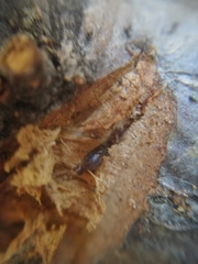 Scolytus intricatus