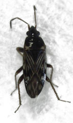Paramyocara iridescens