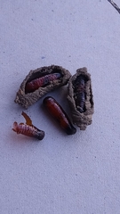 Sceliphron curvatum