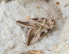 Eucarta virgo