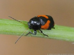 Cryptocephalus binominis