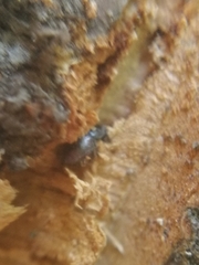 Scolytus intricatus