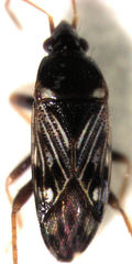 Paramyocara iridescens