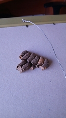 Sceliphron curvatum