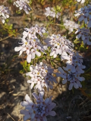 Iberis procumbens