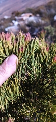 Leucadendron nobile