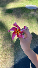 Plumeria rubra