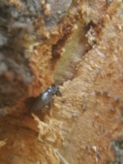 Scolytus intricatus