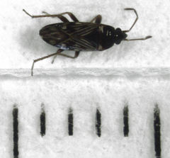 Paramyocara iridescens