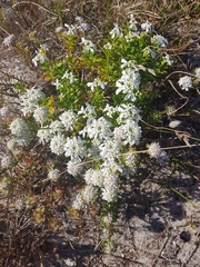 Iberis procumbens