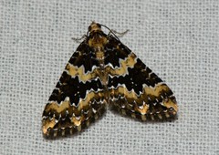Electrophaes marginata