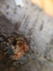 Scolytus intricatus