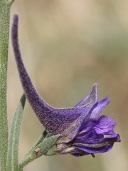 Delphinium halteratum