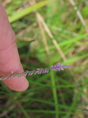 Polygala appendiculata