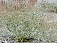Oxytheca dendroidea dendroidea
