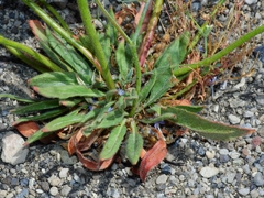 Oxytheca dendroidea dendroidea