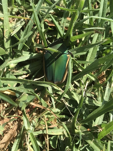 Figeater beetle